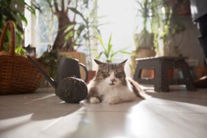 Perchè il gatto mangia le piante di casa? Come evitarlo? - Erba