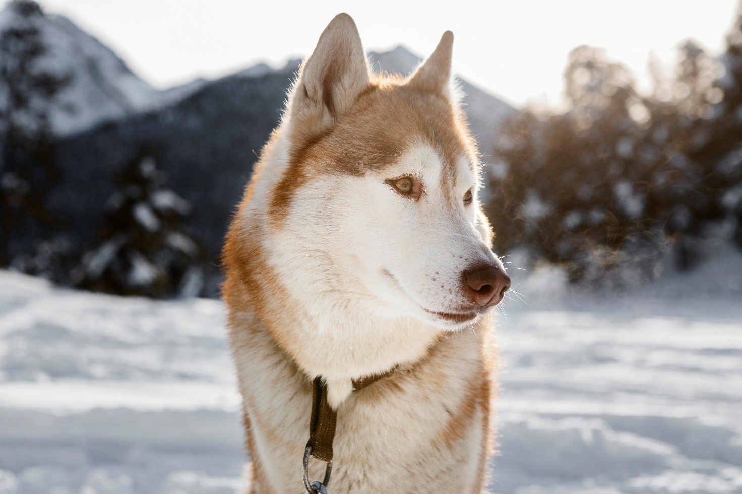 Località pet-friendly in montagna: dove andare con cani e gatti