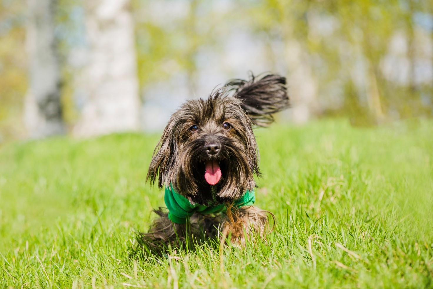 Comportamenti insoliti dei cani: i loro lati più buffi e divertenti